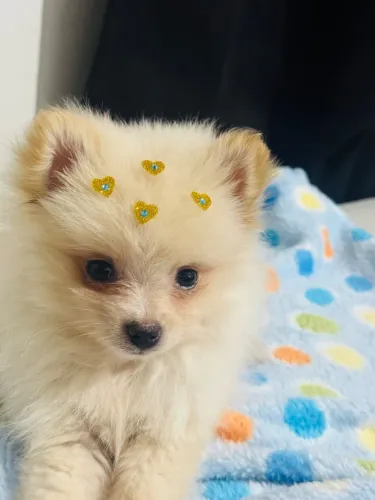 Lulu da pomerania