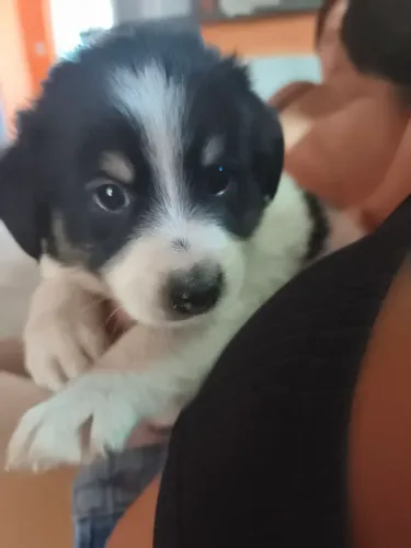 Cachorro novinho sem raça definida