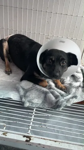 Cruzada de Pinscher castrada