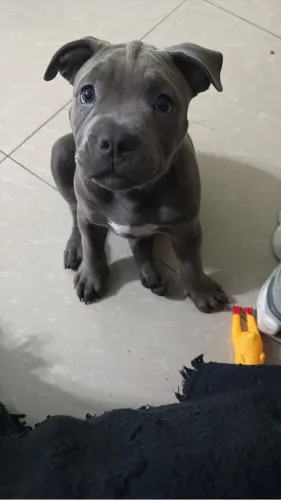 American bully filhote