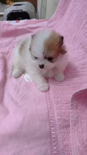 Cachorro lulu