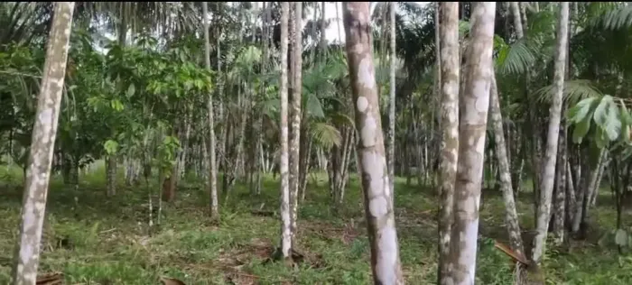 SÍTIO AÇAIZAL EM SANTO ANTÔNIO DO TAUÁ 50 KM DE BELÉM NO ASFALTO