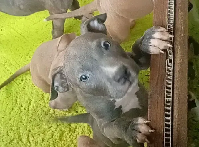 Pit bull