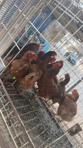 Galinhas embapa 51