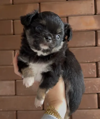Chihuahua Fêmea