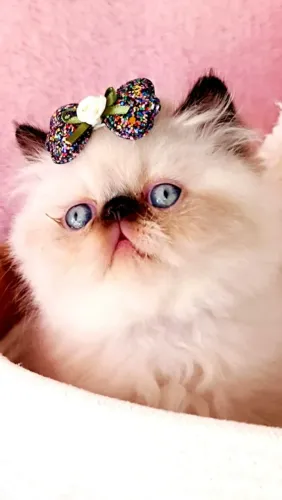 Gatinha Persa Himalaia Blue Point - Fêmea, vacinada, microchipada.