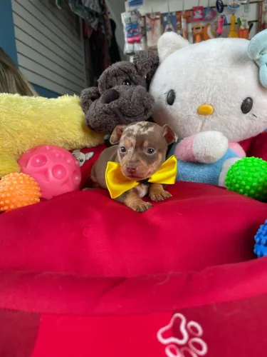 Pinscher macho mini disponível $2.500,00