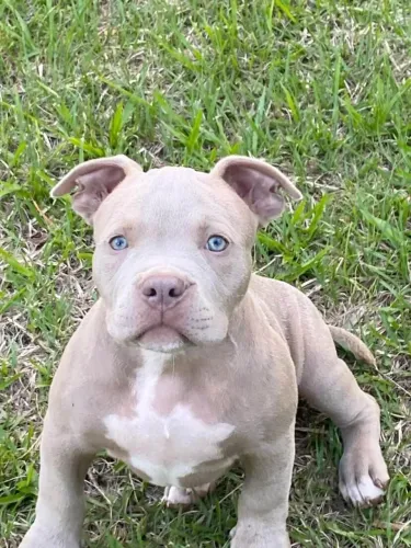 Vendo filhote Pit monster