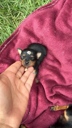 Pinscher fêmea zero