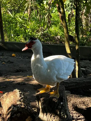 Patos machos