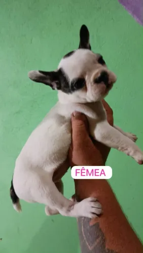 Bulldog francês
