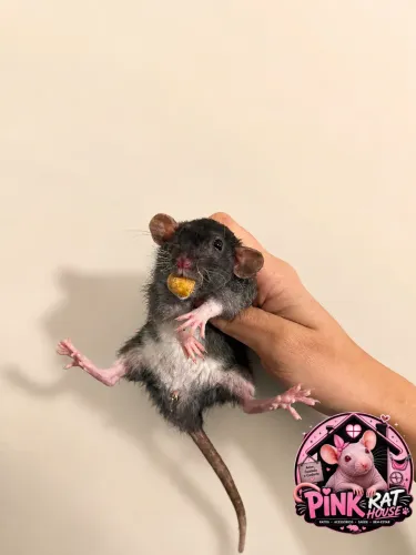 Twister / ratos de laboratório