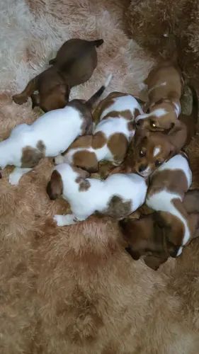 Daschund salsicha machos olhos azuis 