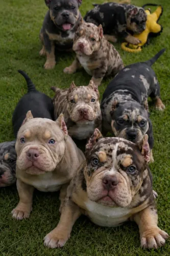 American bully linhagem premium importada 