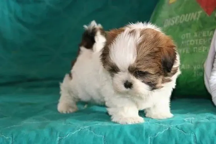 Shih tzu disponível a pronta entrega 