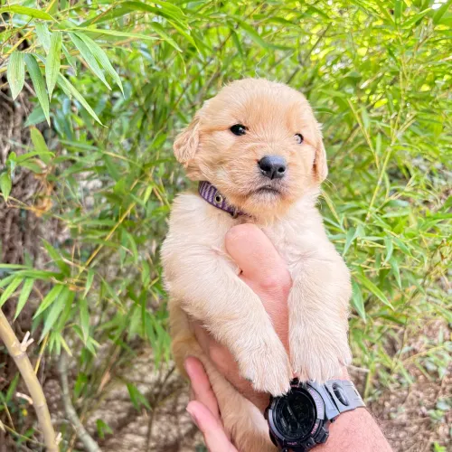     Filhotes de Golden Retriever à Venda