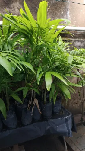 PALMEIRA PARA JARDINS E CALÇADAS