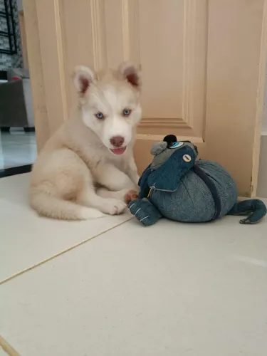 Filhote de husky siberiano fêmea
