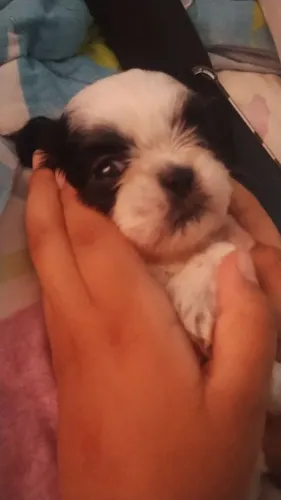 Vende-se Shitzu macho e fêmea 