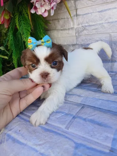 Shitzu machinho mini olhos verdes