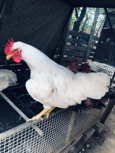 Ovos férteis de Leghorn poedeira
