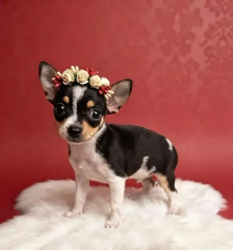 Pinscher Fêmea Muito Especial