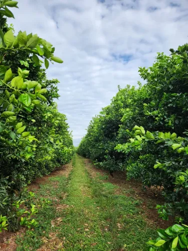 Fazenda de Luxo à Venda em Área Rural de São José do Rio Preto-SP: 3 Quartos, 1 Suíte, 3 S