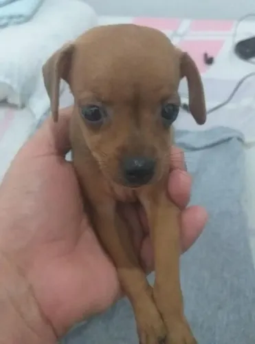 Vende-se Pinscher 1 fêmea 