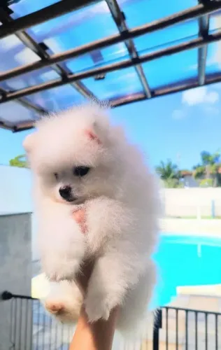 Lulu Ursinho Machinho