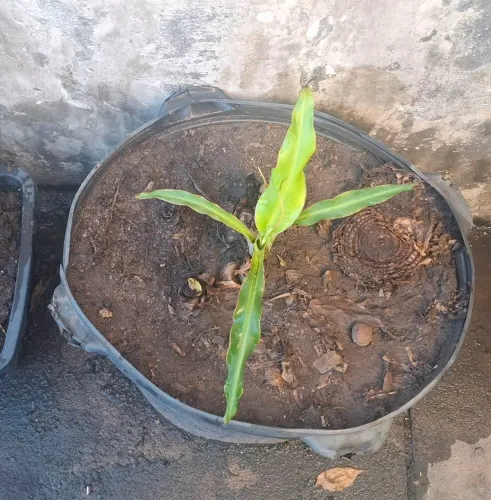 MUDA DE BANANEIRA NANICA