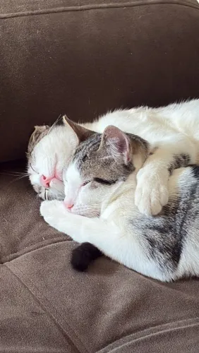 Doando Gatinhos ?