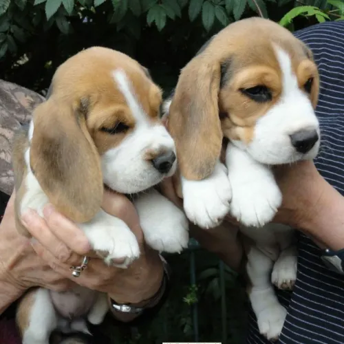 Beagle fêmea e macho a pronta entrega 