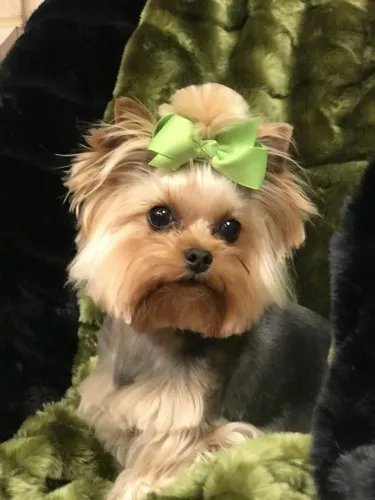 Yorkshire Terrier Fêmea com Laços 