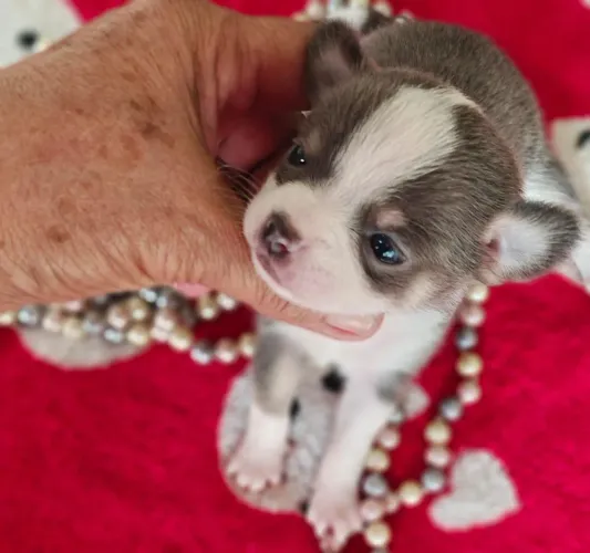 Chihuahua fêmea Pêlo curto cinza, branco e castanho para reserva.