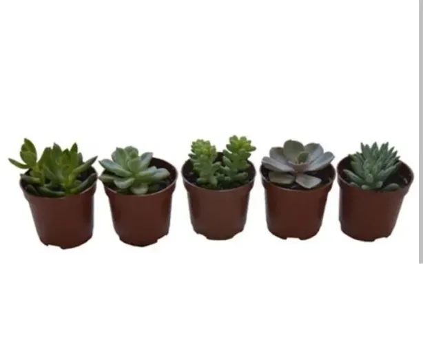 Vaso de planta