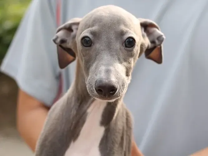 Cachorro Galgo Italiano à Venda com desconto
