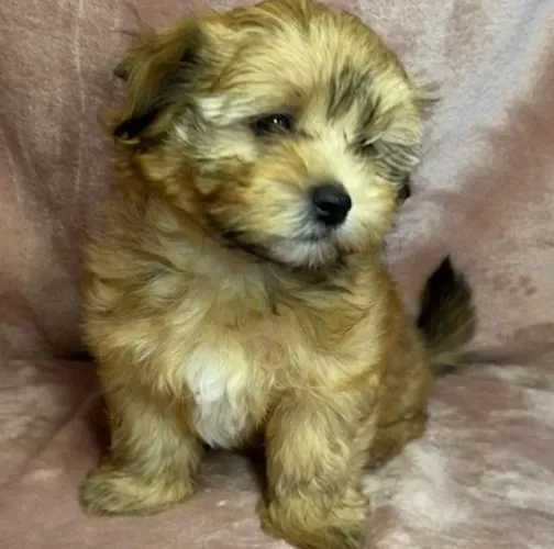 Filhote Lhasa Apso Fêmea Pequena ? Vacinada e microchipada