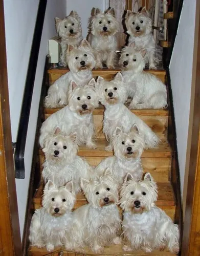 West Highland White Terrier ? 