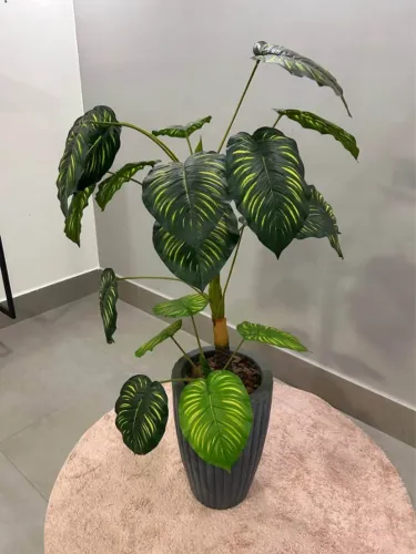 Planta de decoração - muito bonito - filondendro