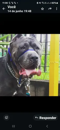 filhote cane corso italiano 