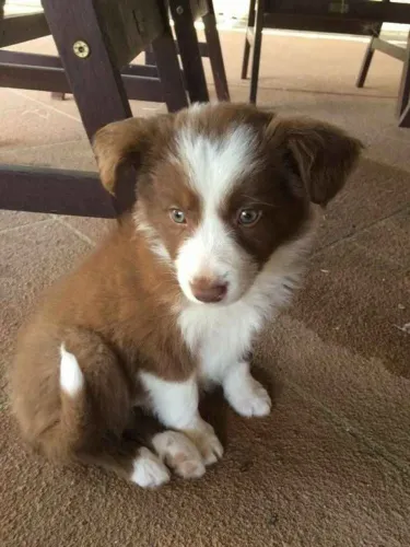 filhote Border Collie, A Alegria de Ter Um Cãozinho Começa Aqui!
