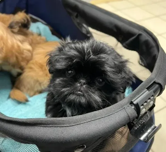 Filhotes de Shih Tzu | Corações peludos à procura de um lar!