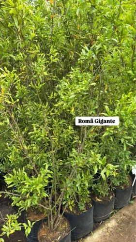 Mudas de Romã Gigante 