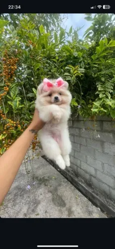 Filhote Spitz Alemão, esses filhotes podem causar amor à primeira vista!