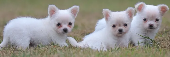 Chihuahua Filhotes Puros, Ótimos para Crianças e Famílias