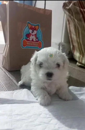 Filhote Maltês, O melhor abraço peludo está esperando por você!
