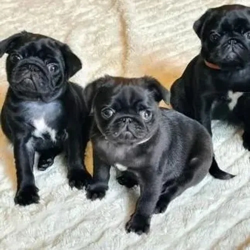 Filhotes de Pug | Leve pra casa pura alegria!