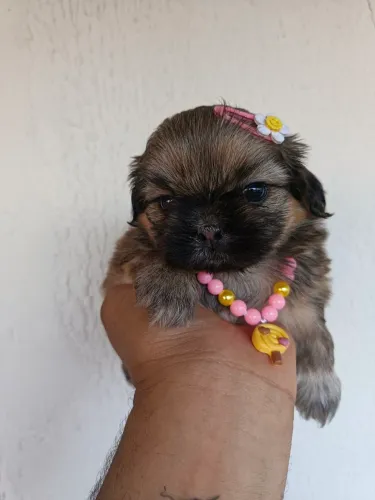 Shitzu miniatura 