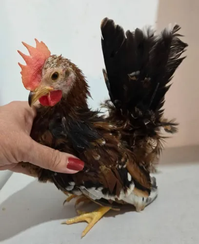 Franguinho  Mini Garnizé Macho 