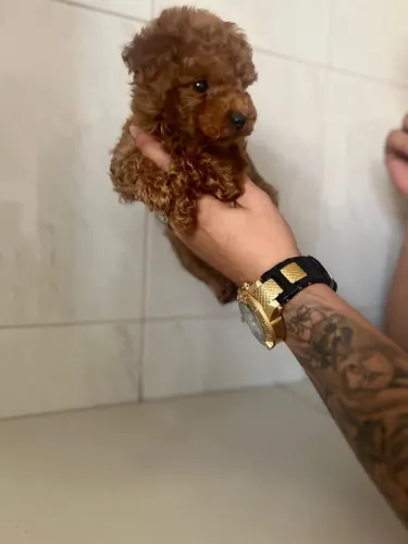     Poodle Toy Red vacinado 